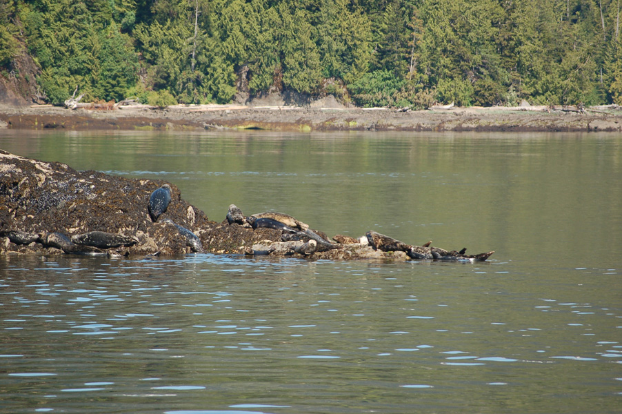 Seals in Alaska's Misty Fjords
