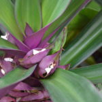 Post image for Embracing Yoga in Playa Negra, Costa Rica