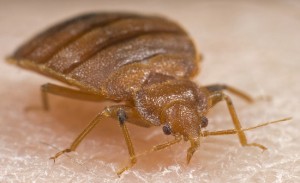 Bed bugs cause red welts and irritated skin