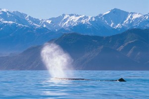 Whales in Kaikoura, New Zealand