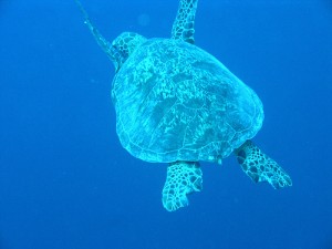 Sea turtle in Sipadan