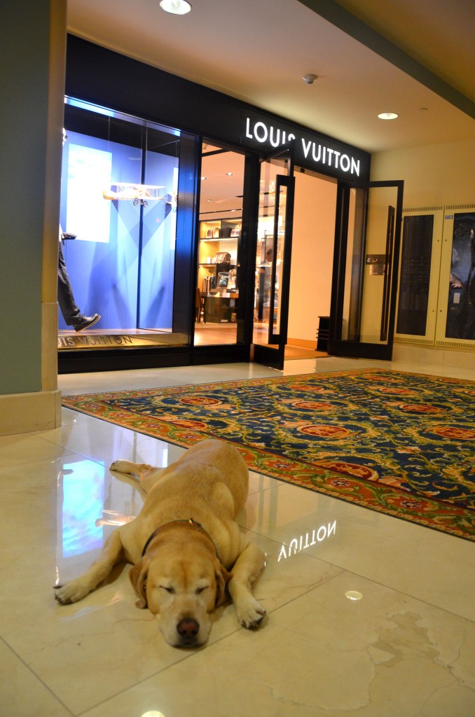 Canine Ambassador dog at Fairmont Hotel Vancouver