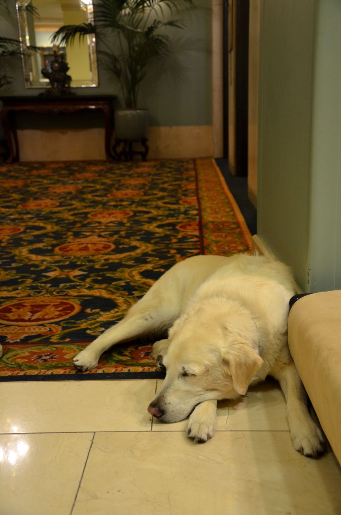 Fairmont Hotel Vancouver dog