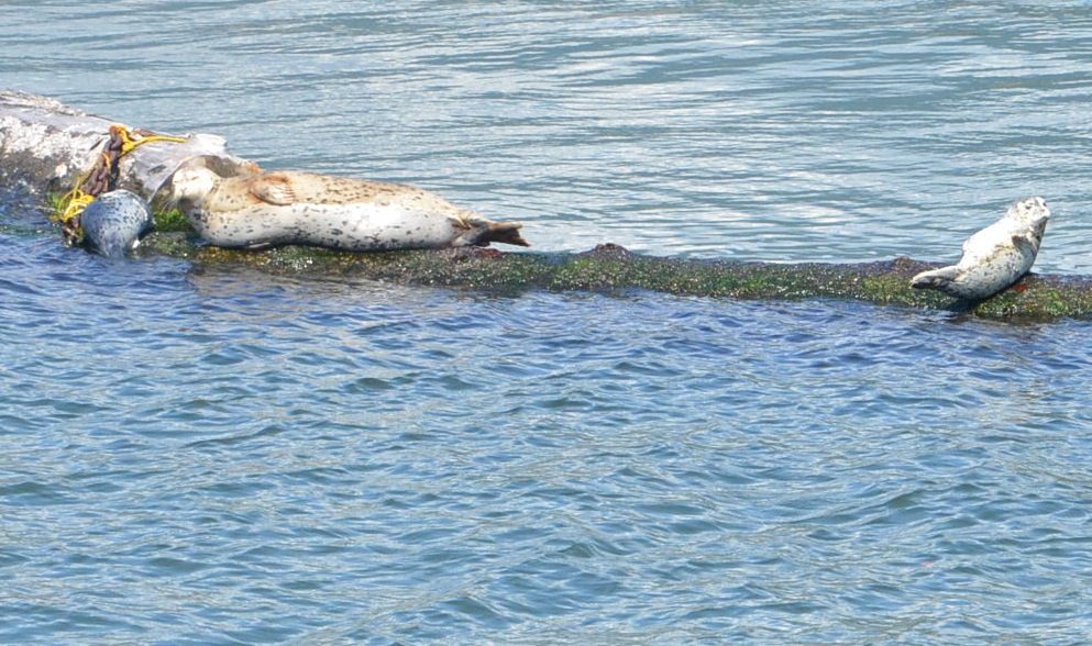 Seals on harbor cruise in Vancouver