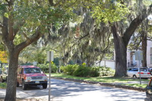 Mossy trees in Savannah, Georgia