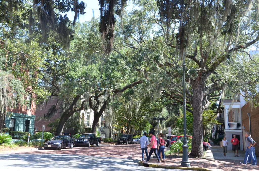Mossy trees in Savannah, Georgia
