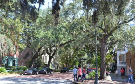Mossy trees in Savannah, Georgia