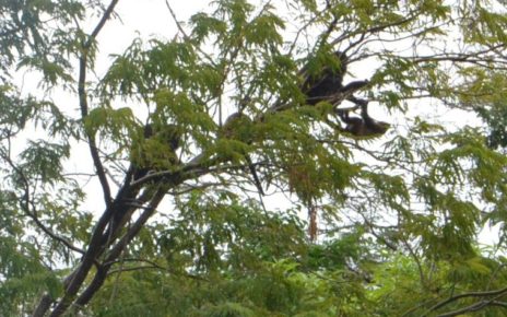 Howler monkeys in Tamarindo, Costa Rica