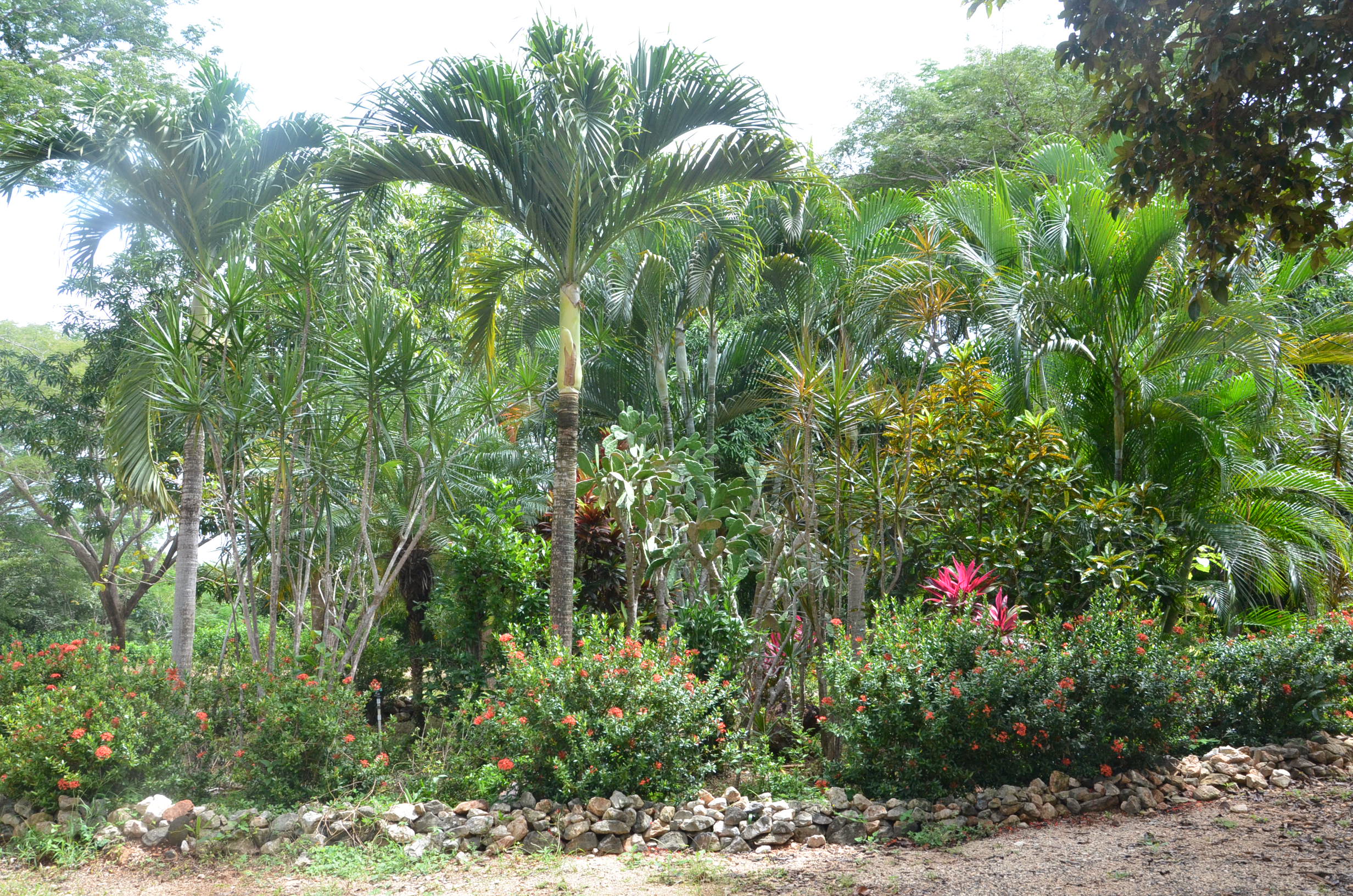 Greenery in Playa Negra, Costa Rica - Maiden Voyage