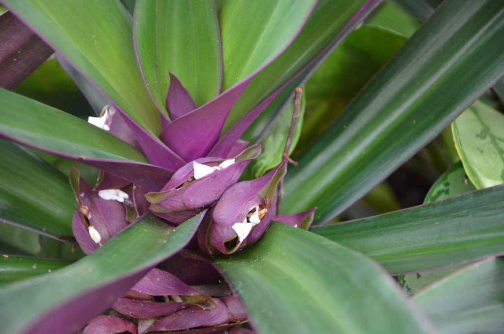 Purple plant in Costa Rica
