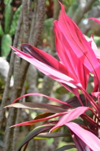 Flowers at Peace Retreat in Costa Rica