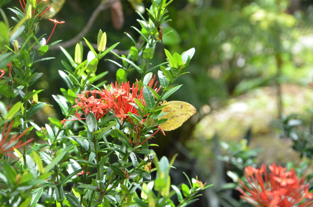 Flowers and a butterfly at Peace Retreat in Costa Rica