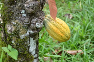 Cocoa plant we passed by