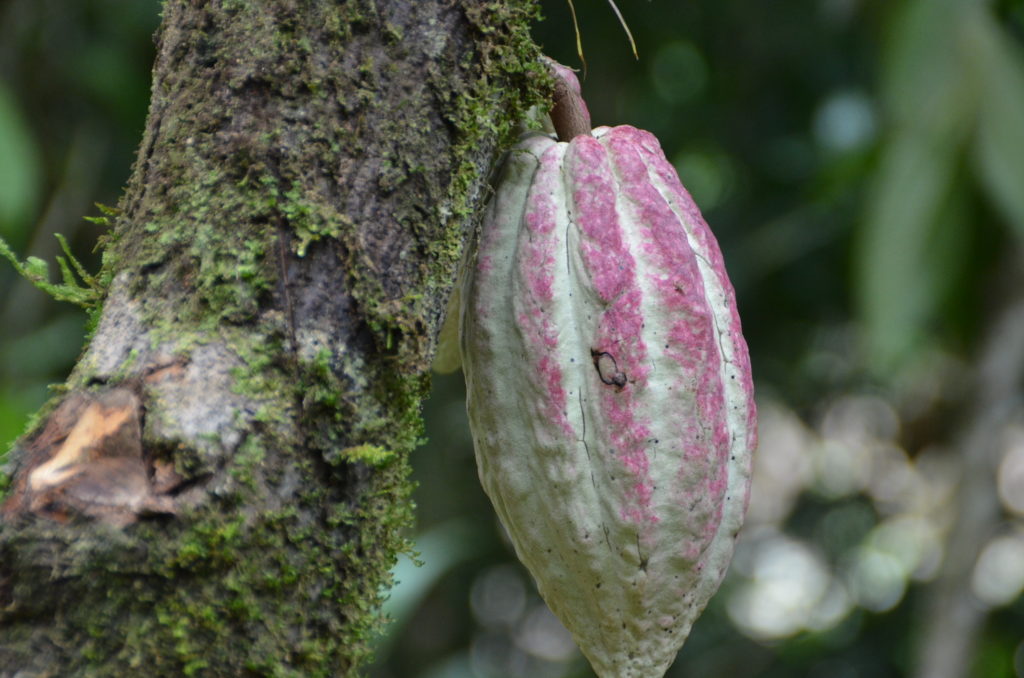 Cocoa plant in Costa Rica