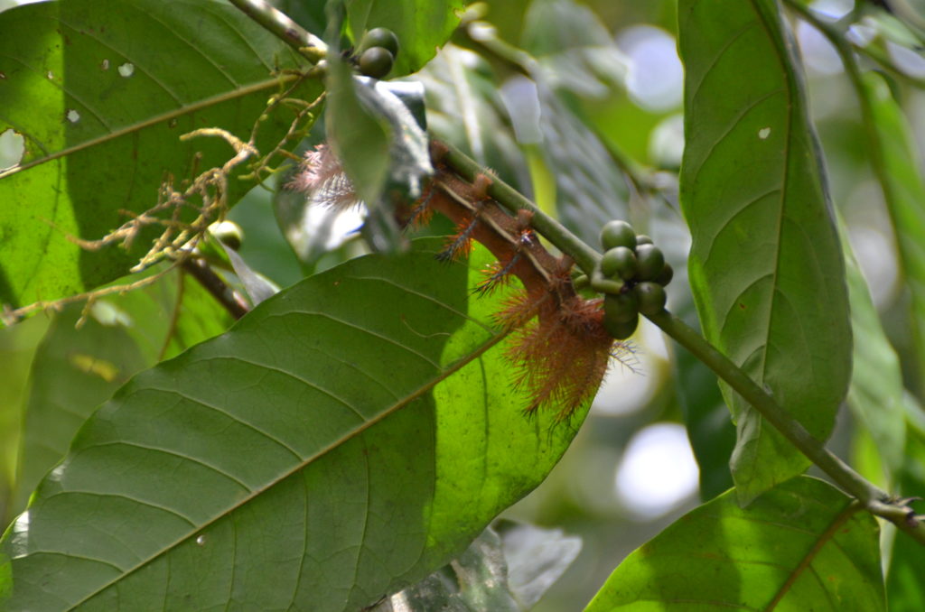 Caterpillar in Costa Rica