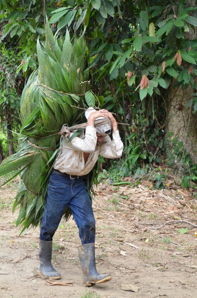 Man carrying leaves in Costa Rica