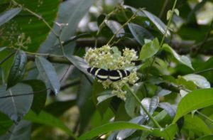 Butterfly in Costa Rica