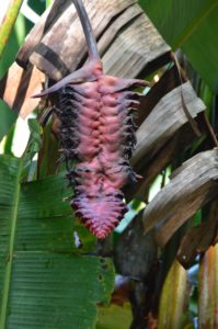 Rattlesnake flower in Manuel Antonio Park