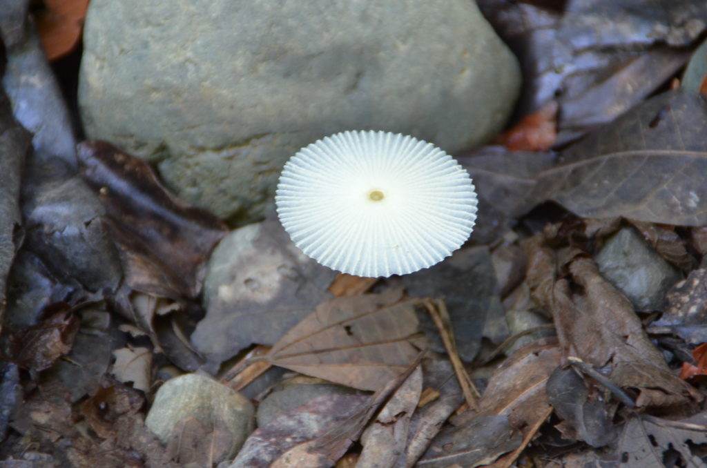 Fungus in Costa Rica