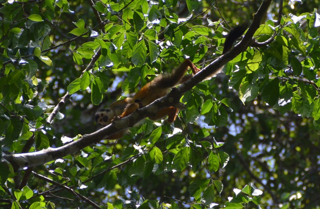 Squirrel monkey in Costa Rica