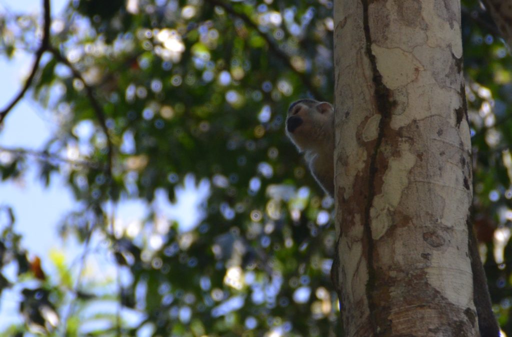 Squirrel monkey in Manuel Antonio Park