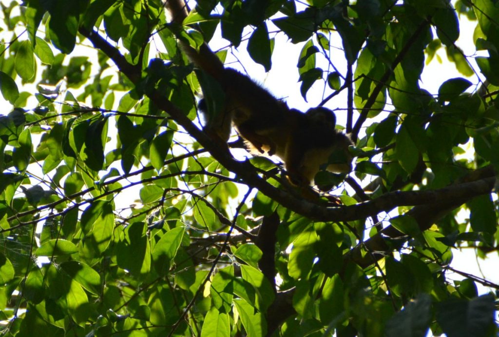 Squirrel monkeys in Costa Rica