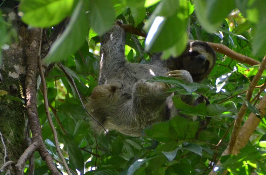 A three-toed sloth in Manuel Antonio Park