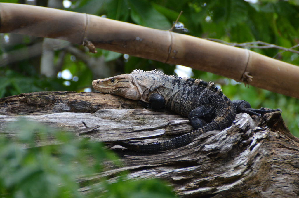 Black iguana in Manuel Antonio Park