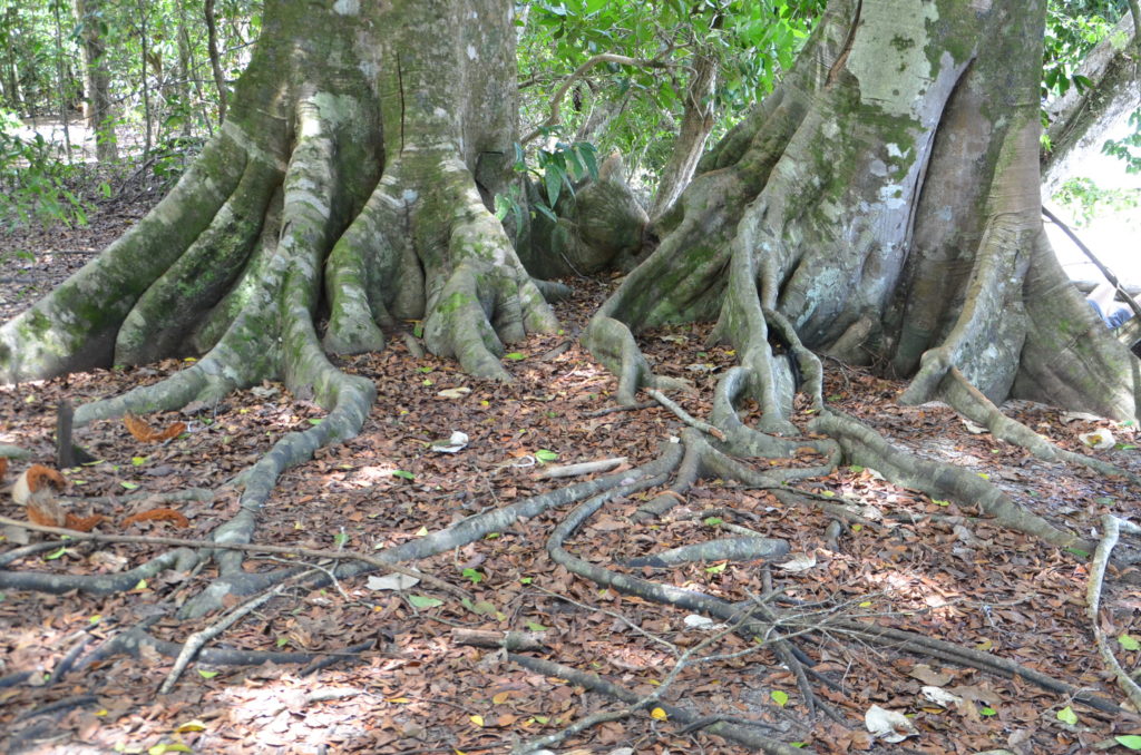 Massive tree roots at Manuel Antonio