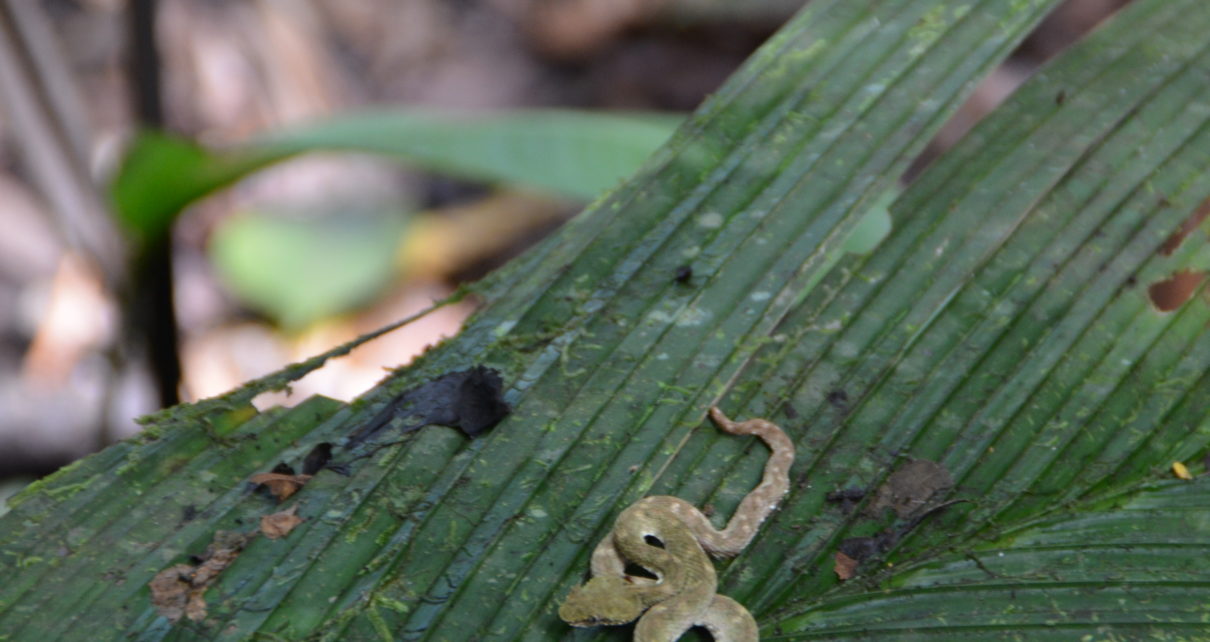 Snake in Costa Rica