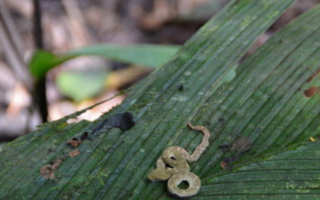 Snake in Costa Rica