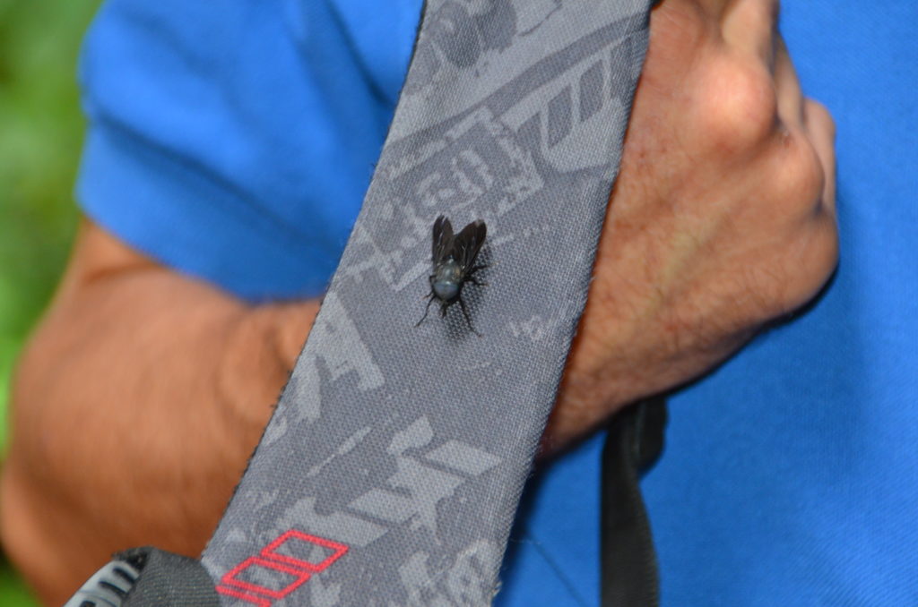 Stinging fly in Costa Rica