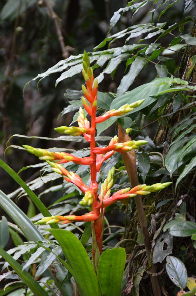 Bromeliad in Costa Rica