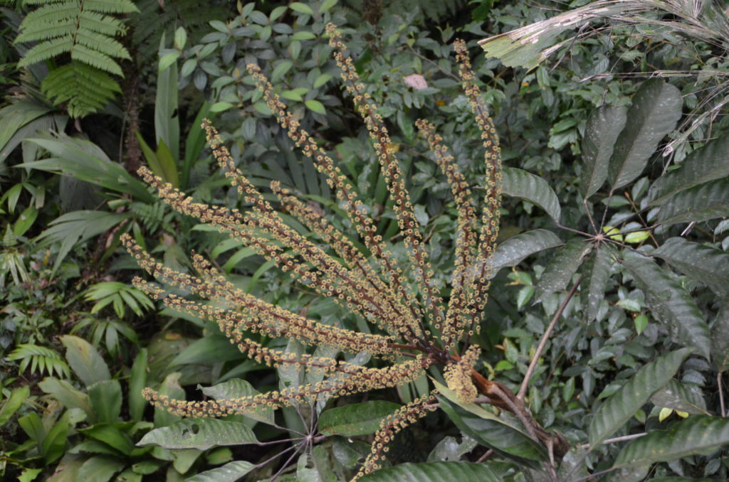 Plant in the rainforest in Costa Rica