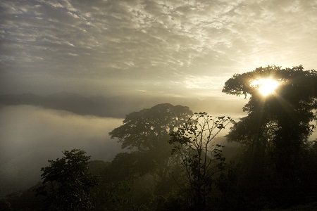 Volunteer in Cloud Forest Restoration in Ecuador
