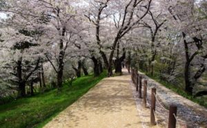 Japan's Cherry Blossoms