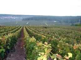 one of the champagne farms in Champagne