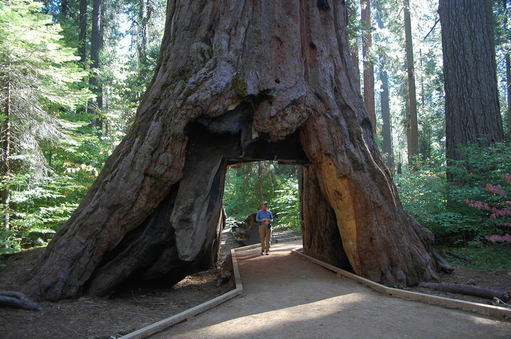 Big Tree State Park