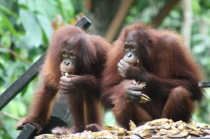 Orangutans at sepilok